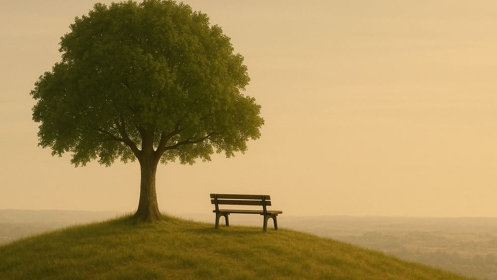 A bench sitting under a tree looking out on the horizon